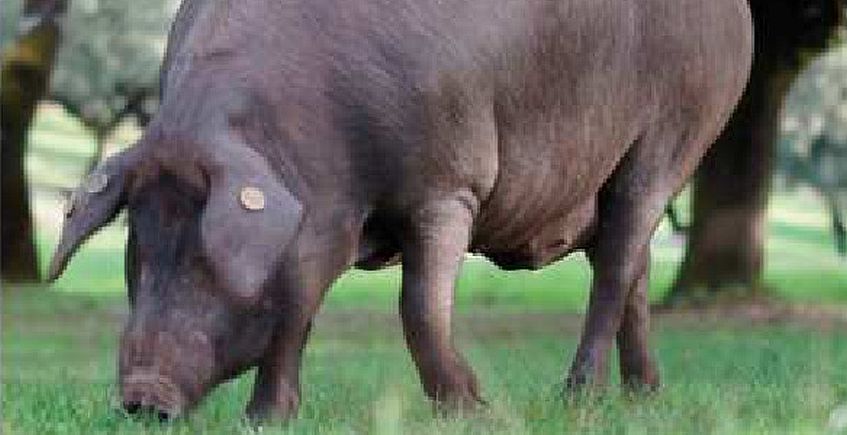 17 de febrero. Pruna. Matanza del cerdo ibérico