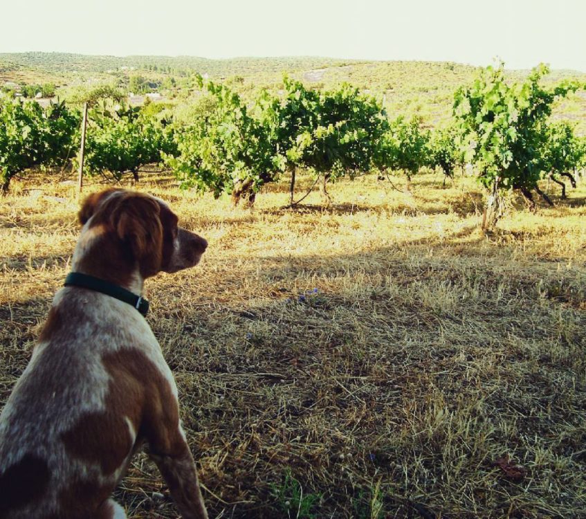 Piú, el espantador de pájaros, el perro de Pedro y José Antonio al que han dedicado su última línea de vinos. Foto cedida por Tierra Savia