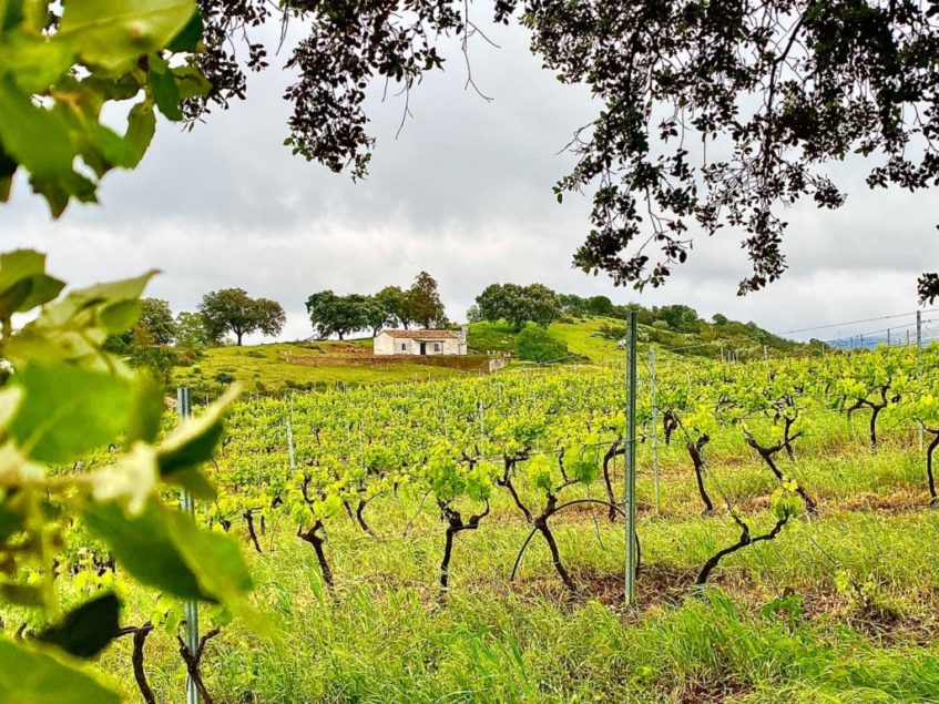 La bodega cazallera cuenta con 7 hectáreas de viñas- Foto cedida por la empresa