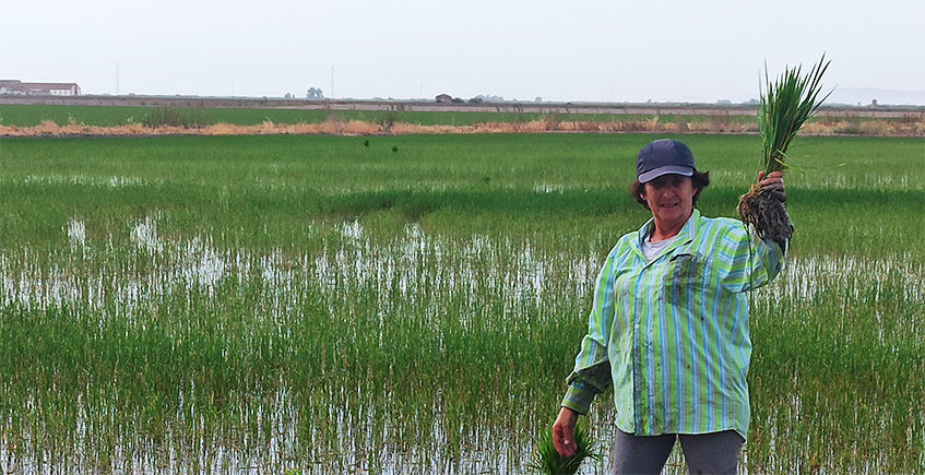 Agricultora en campo de arroz